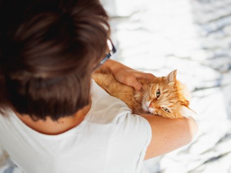 Cute ginger cat lies on woman's hands. The fluffy pet comfortably settled to sleep or to play. Cute cozy background. Morning bedtime at home.