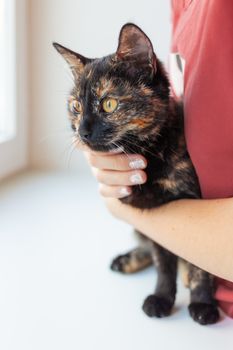 Woman is stroking cute tortoiseshell color. Fluffy pet. Pet adoption of non-pedigreed cat.