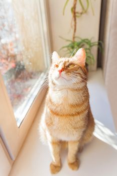 Cute ginger cat sitting on window sill. Cozy home background with domestic fluffy pet.