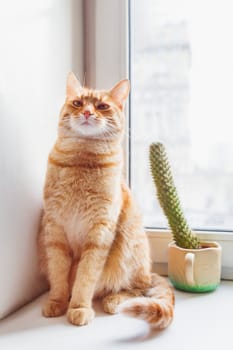 Cute ginger cat sitting on window sill near high prickly cactus. Cozy home background with domestic fluffy pet.