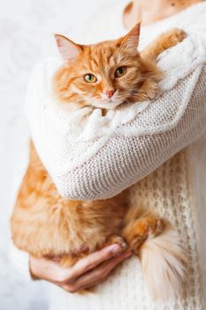 Woman in knitted sweater holding ginger cat. Pet hiding in the arms of it's mistress.