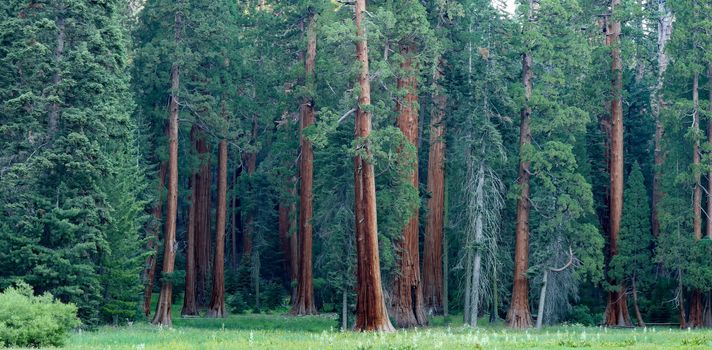 An amazing view of the huge majestic redwood trees of California.