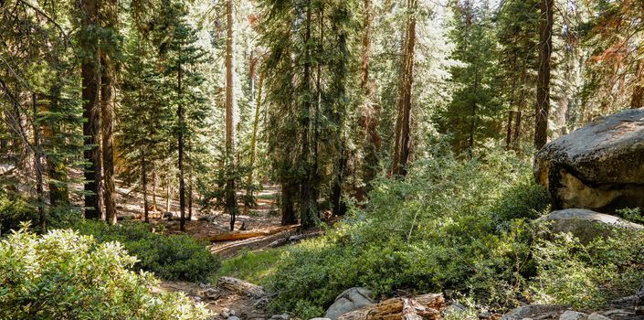 A beautiful view of a forest in California along a hiking trail.