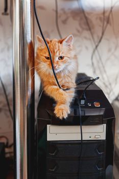 Cute ginger cat sitting under the table, on computer system unit.