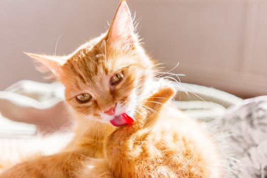 Cute ginger cat lying in bed. Fluffy pet licking it's fur.
