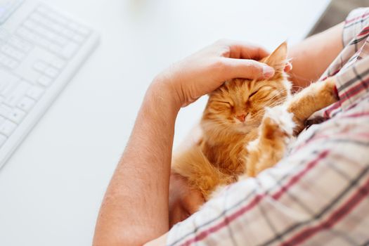 Happy cute ginger cat lying on the desk next to the keyboard. Man strokes sleeping pet. Cozy morning at home.