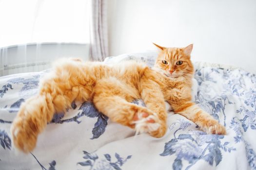 Cute ginger cat with funny expression on face lies on bed. The fluffy pet comfortably settled to sleep or to play. Cute cozy background, morning bedtime at home. Fish eye lens effect.