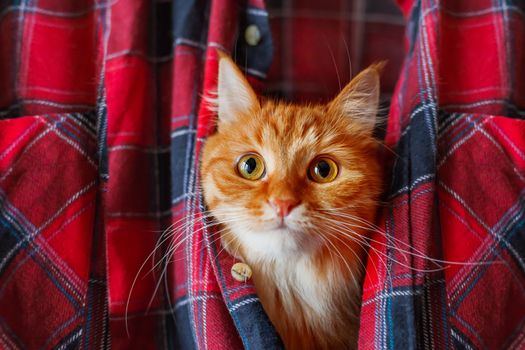 Ginger cat put it's head in a tartan shirt. Funny pet with curious emotion on face.