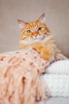 Cute ginger cat lies on pile of knitted woolen clothes. Warm knitted sweaters and scarfs are folded in heap. Cozy home background with fluffy pet.