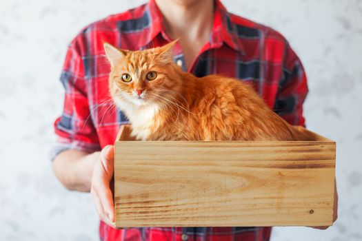 Man in red tartan plaid shirt holds a wooden box with cute ginger cat. Symbol of adopting animals. Place for text.