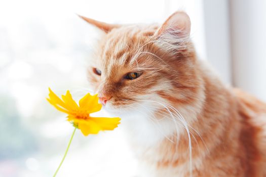 Ginger cat smells a bright yellow flower. Cozy morning at home. Cute background, soft focus.