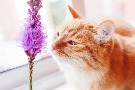 Ginger cat smells a bright lilac flower. Cozy summer morning at home. Cute background.