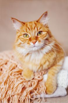 Cute ginger cat lies on pile of knitted woolen clothes. Warm knitted sweaters and scarfs are folded in heap. Cozy home background with fluffy pet.