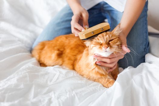 The woman combs a dozing cat's fur. Ginger cat's head lies on woman hand. The fluffy pet comfortably settled to sleep. Cute cozy background, morning bedtime at home.