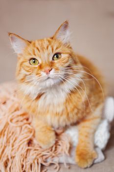 Cute ginger cat lies on pile of knitted woolen clothes. Warm knitted sweaters and scarfs are folded in heap. Cozy home background with fluffy pet.