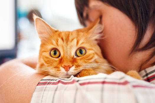 Man in shirt holding ginger cat. Funny pet looks curious.