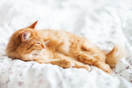 Cute ginger cat lying in bed on a blanket. Fluffy pet comfortably settled to sleep. Cozy home background with funny pet.