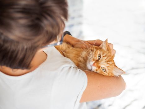 Cute ginger cat lies on woman's hands. The fluffy pet comfortably settled to sleep or to play. Cute cozy background. Morning bedtime at home.