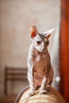 Sphinx cat sitting on a couch. Hairless pet looks arrogant.