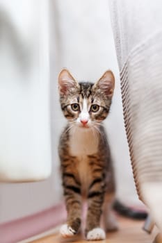 Cute gray kitten is hiding behing couch. Funny pet shooted from floor surface. Bottom view on fluffy cat.