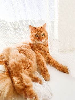 Cute ginger cat lying on window sill with tulle curtain. Fluffy pet is staring with curiosity. Sunny day in cozy home.