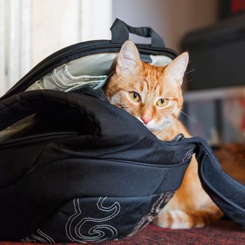 Cute ginger cat sitting in black backpack. Domestic fluffy pet loves to settle in bags.