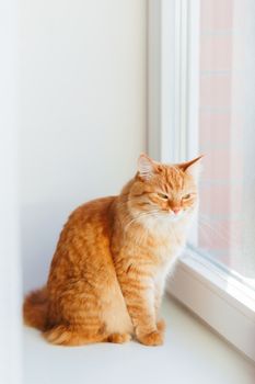 Cute ginger cat siting on window sill and waiting for something. Fluffy pet looks arrogant or disapointed.