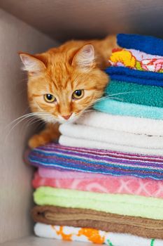 Cute ginger cat hides in a pile of towels. Fluffy pet with wary eyes tried to sleep in forbidden place - wardrobe with clean and ironed clothes and towels.