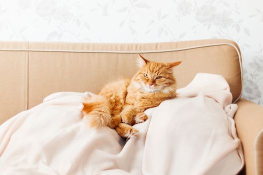 Cute ginger cat lying on a beige couch. Fluffy pet comfortably settled to sleep. Cozy home background with funny pet.