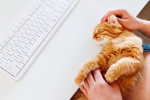 Happy cute ginger cat lying on the desk next to the keyboard. Man strokes smiling pet. Cozy morning at home.