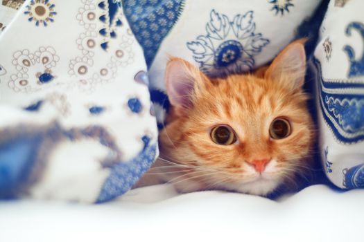 Cute ginger cat lying in bed under a blanket. Fluffy pet comfortably settled to sleep. Cozy home background with funny pet.