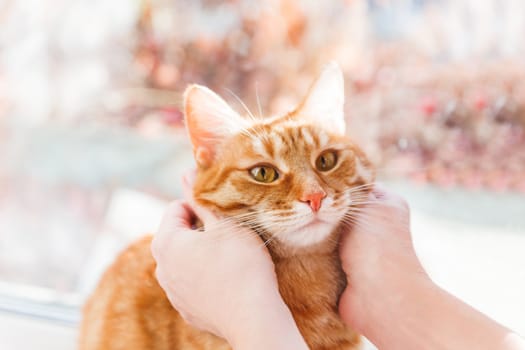 Woman cuddles het cute ginger cat. Fluffy tabby pet looks puzzled.