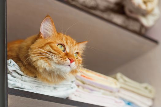Cute ginger cat sleep in forbidden place - in wardrobe with clean bed linen.