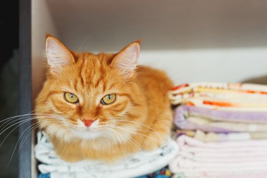 Cute ginger cat sleep in forbidden place - in wardrobe with clean bed linen.