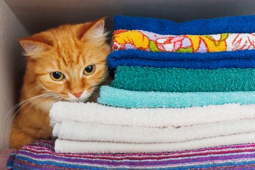 Cute ginger cat hides in a pile of towels. Fluffy pet with wary eyes tried to sleep in forbidden place - wardrobe with clean and ironed clothes and towels.