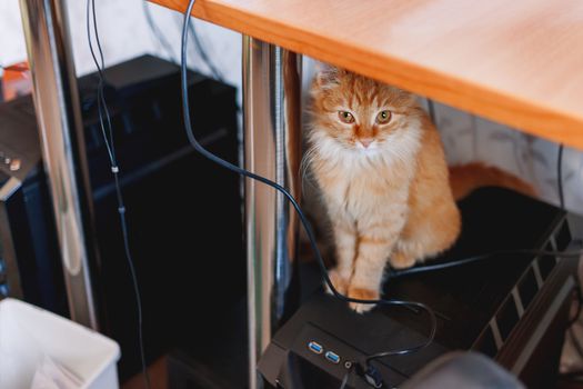 Cute ginger cat sitting under the table, on computer system unit.
