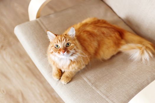 Cute ginger cat lying on chair. Fluffy pet comfortably settled to sleep. Cozy home background with funny pet.