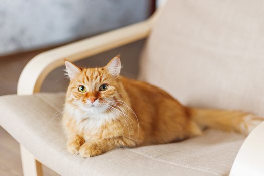 Cute ginger cat lying on chair. Fluffy pet comfortably settled to sleep. Cozy home background with funny pet.