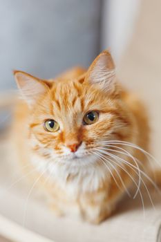 Cute ginger cat is sitting on chair. Fluffy pet looks curious. Cozy home background with funny pet.