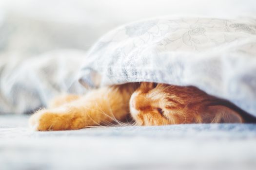 Cute ginger cat lying in bed under a blanket. Fluffy pet comfortably settled to sleep. Cozy home background with funny pet. Soft focus.