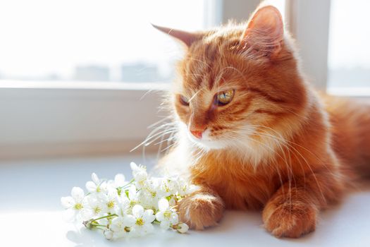 Ginger cat smells a bouquet of cherry flowers. Cozy spring morning at home. Cute background with place for text. Soft focus.