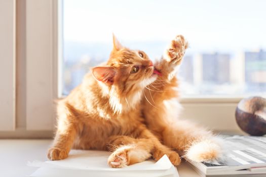 Cute ginger cat is liking itself on window sill. Fluffy pet is cleaning its fur.