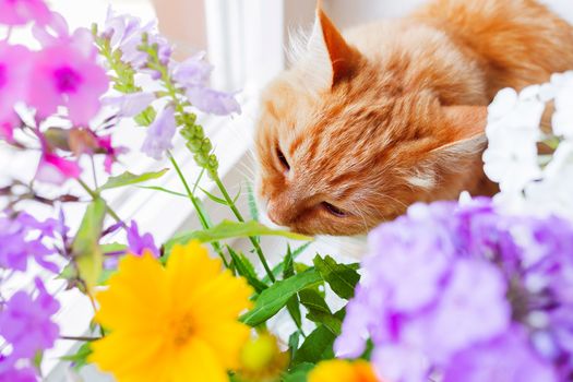 Ginger cat smells a bright bouquet of flowers. Cozy spring morning at home. Cute background.