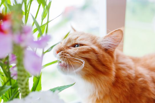 Ginger cat gnaws leaves of flowers in bouquet. Bright background, cozy morning at home.