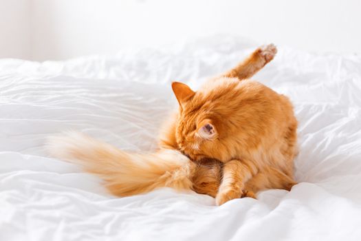 Ginger cat licking, lying on the bed. Cute cozy background, morning bedtime at home.