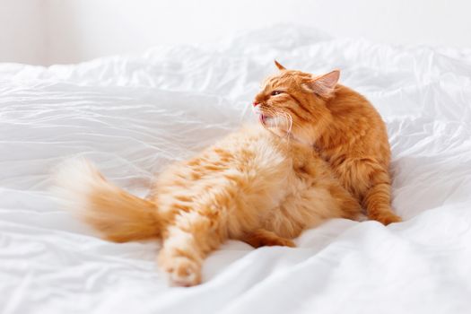 Ginger cat licking, lying on the bed. Cute cozy background, morning bedtime at home.