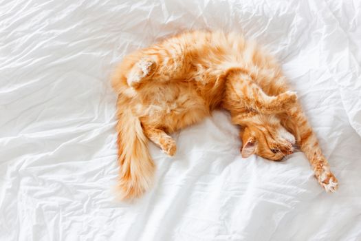 Ginger cat lies on bed. The fluffy pet comfortably settled to sleep or to play. Cute cozy background, morning bedtime at home.