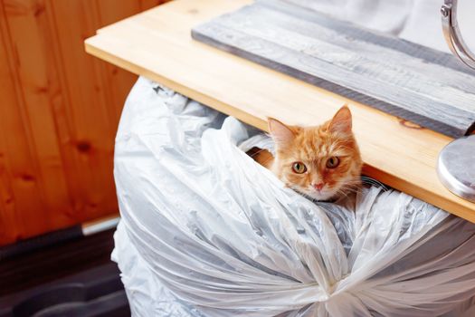 Cute ginger cat sitting in automobile tires stacked in heap.