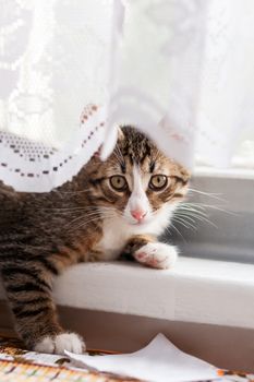 Cute gray kitten is hiding behind laced curtains. Fluffy pet at home. Funny cat on window sill.