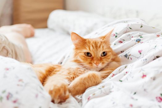 Cute ginger cat lying in bed. Fluffy pet comfortably settled to sleep. Cozy home background with funny pet.